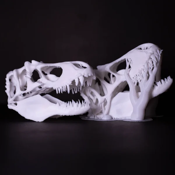 Highly detailed 3D printed dinosaur skulls available at Print3D.pk for decoration and education purposes.